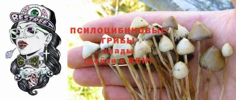 Галлюциногенные грибы Psilocybine cubensis  даркнет сайт  Йошкар-Ола 